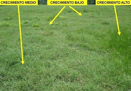 ¿Cómo aforar un potrero para pastoreo correctamente? - Image 6