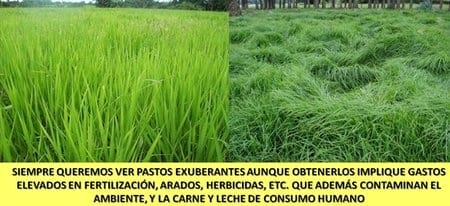 Impacto ambiental del PRV sobre el ecosistema ganadero - Image 2