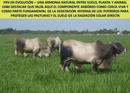 Impacto ambiental del PRV sobre el ecosistema ganadero - Image 6