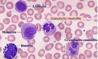 Neuroinmunoendocrinologia del estrés, Sistema Nervioso y Sistema Inmune (Partes I y II) - Image 10