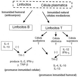 Neuroinmunoendocrinologia del estrés, Sistema Nervioso y Sistema Inmune (Partes I y II) - Image 12