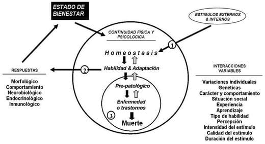 Neuroinmunoendocrinologia del estrés, Citoquinas y sistema endocrino (Parte III y IV) - Image 19