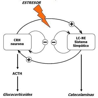 Neuroinmunoendocrinologia del estrés, Citoquinas y sistema endocrino (Parte III y IV) - Image 7