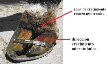 Reparación de fractura longitudinal de cascos - Image 2