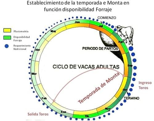 Temporada de Monta y la disponibilidad de Forraje clave del éxito reproductivo - Image 6
