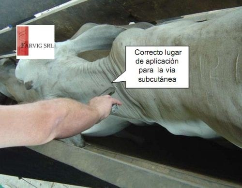 Como aplicar los Productos Inyectables por Vía Subcutánea - Image 8