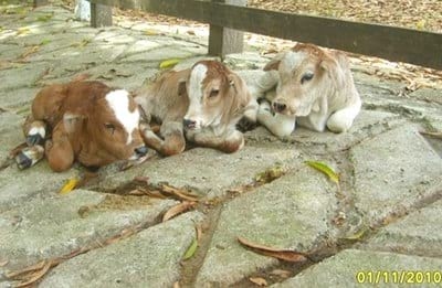 Terneros trillizos Simmental en vaca comercial - Image 1