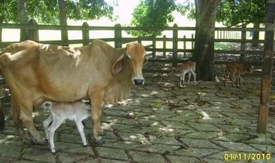 Terneros trillizos Simmental en vaca comercial - Image 3