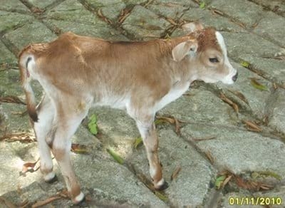 Terneros trillizos Simmental en vaca comercial - Image 2