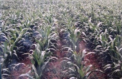 Obtener mejor pan con mezcla de harinas - Image 1