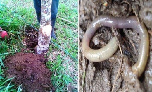 Una experiencia de campo con PRV en Ecuador - Image 9