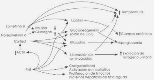 Sistema Inmunometabolico Sindrome Inflamatorio Sistemico - Image 1