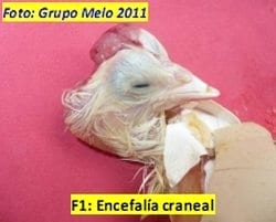 Deformidades en los Embriones de Pollitos de engorde - Image 4