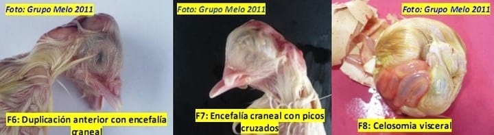 Deformidades en los Embriones de Pollitos de engorde - Image 7