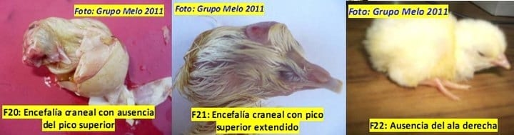 Deformidades en los Embriones de Pollitos de engorde - Image 15
