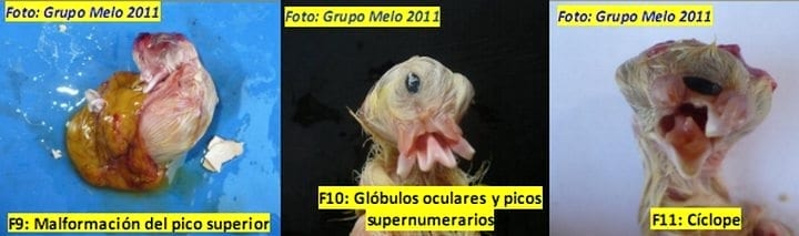 Deformidades en los Embriones de Pollitos de engorde - Image 9