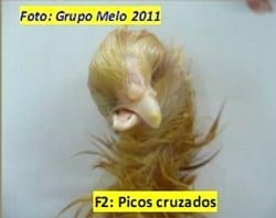 Deformidades en los Embriones de Pollitos de engorde - Image 3
