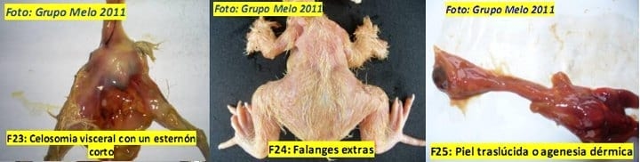 Deformidades en los Embriones de Pollitos de engorde - Image 17
