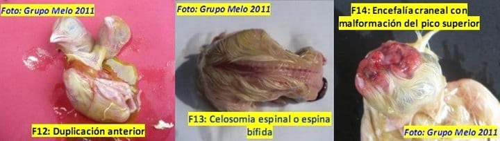 Deformidades en los Embriones de Pollitos de engorde - Image 11
