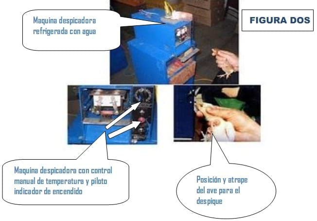 Despique de aves - Image 3