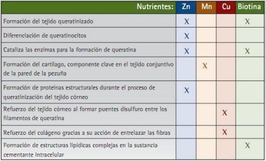  Claudicación en las Cerdas. Consideraciones Nutricionales - Image 2