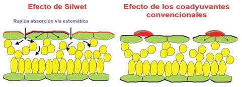 Coadyuvantes - Eficiencia en el control de enfermedades, Informe técnico Rizobacter Argentina SA - Image 1