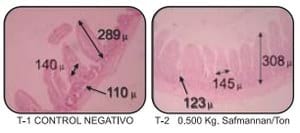Efectos de Safmannan en el comportamiento productivo y la conformación anatomo-histológica de las vísceras digestivas del pollo de engorda. Parte II - Image 3