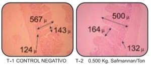 Efectos de Safmannan en el comportamiento productivo y la conformación anatomo-histológica de las vísceras digestivas del pollo de engorda. Parte II - Image 7