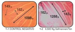 Efectos de Safmannan en el comportamiento productivo y la conformación anatomo-histológica de las vísceras digestivas del pollo de engorda. Parte II - Image 5