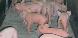 Bienestar animal: Manipulaciones en los lechones - Image 8