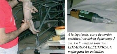 Bienestar animal: Manipulaciones en los lechones - Image 3