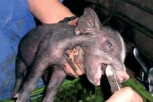 Bienestar animal: Manipulaciones en los lechones - Image 5