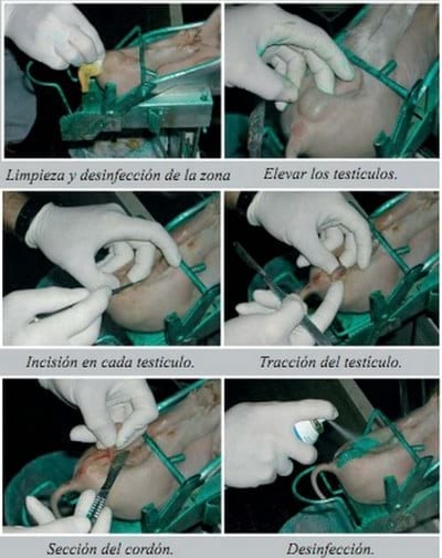 Bienestar animal: Manipulaciones en los lechones - Image 9