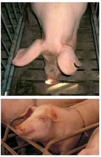Bienestar animal: Manipulaciones en los lechones - Image 12