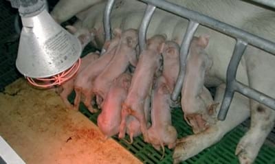 Bienestar animal: Manipulaciones en los lechones - Image 1