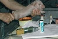 Bienestar animal: Manipulaciones en los lechones - Image 2