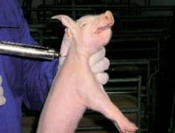 Bienestar animal: Manipulaciones en los lechones - Image 10