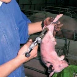 Bienestar animal: Manipulaciones en los lechones - Image 11