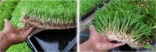 Producción de forraje verde en la mixteca poblana una alternativa nutricional para la época de sequía - Image 9
