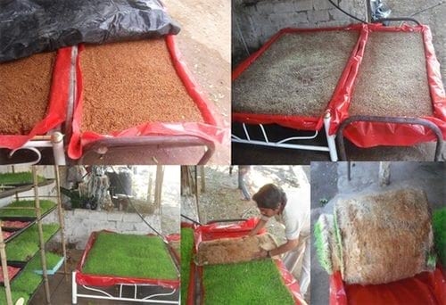 Producción de forraje verde en la mixteca poblana una alternativa nutricional para la época de sequía - Image 11
