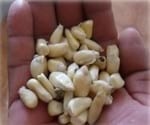 Producción de forraje verde en la mixteca poblana una alternativa nutricional para la época de sequía - Image 7