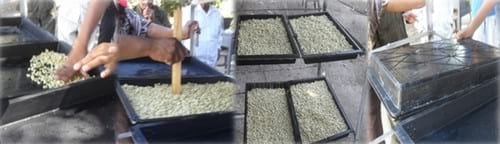 Producción de forraje verde en la mixteca poblana una alternativa nutricional para la época de sequía - Image 4