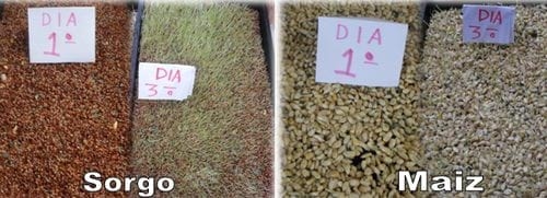 Producción de forraje verde en la mixteca poblana una alternativa nutricional para la época de sequía - Image 8