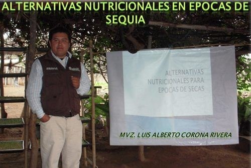 Producción de forraje verde en la mixteca poblana una alternativa nutricional para la época de sequía - Image 13