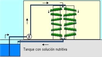 Producción de forraje verde en la mixteca poblana una alternativa nutricional para la época de sequía - Image 5