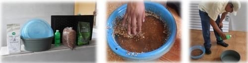 Producción de forraje verde en la mixteca poblana una alternativa nutricional para la época de sequía - Image 2