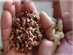 Producción de forraje verde en la mixteca poblana una alternativa nutricional para la época de sequía - Image 6
