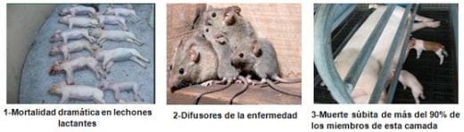Encefalomiocarditis Viral del Cerdo (EMVC) - Image 1