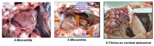 Encefalomiocarditis Viral del Cerdo (EMVC) - Image 2