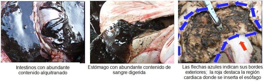 Úlcera gastroesofágica del cerdo - Image 5